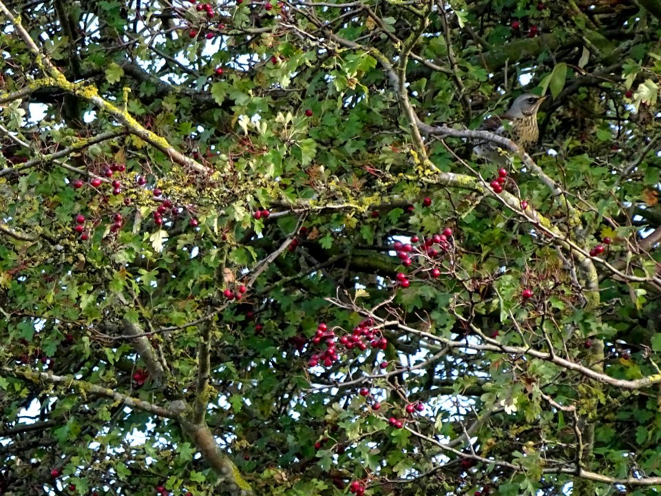 Fieldfare photo