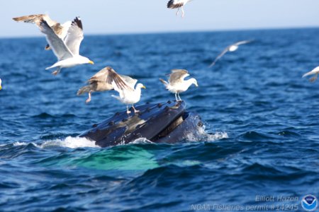 SBNMS - humpback whale and gulls