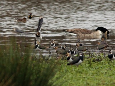 Landing Lapwing. photo