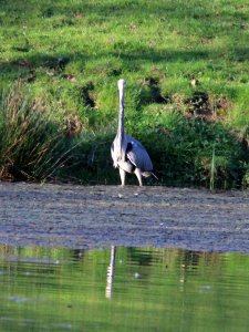 Grey Heron 04 photo