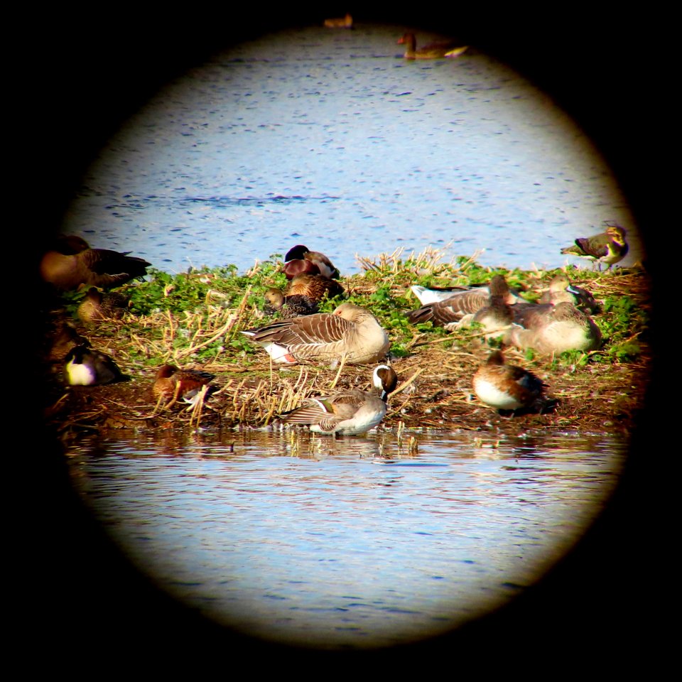 Preening Pintail 'scoped.
