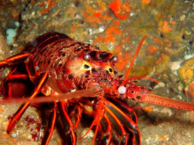 CINMS - Spiny Lobster photo