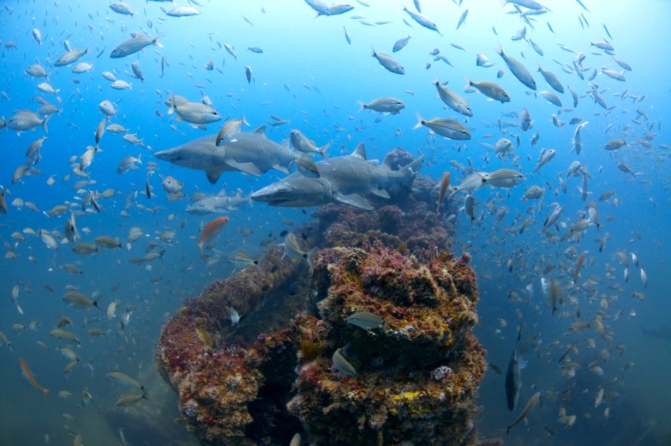 MNMS Sharks and shipwreck