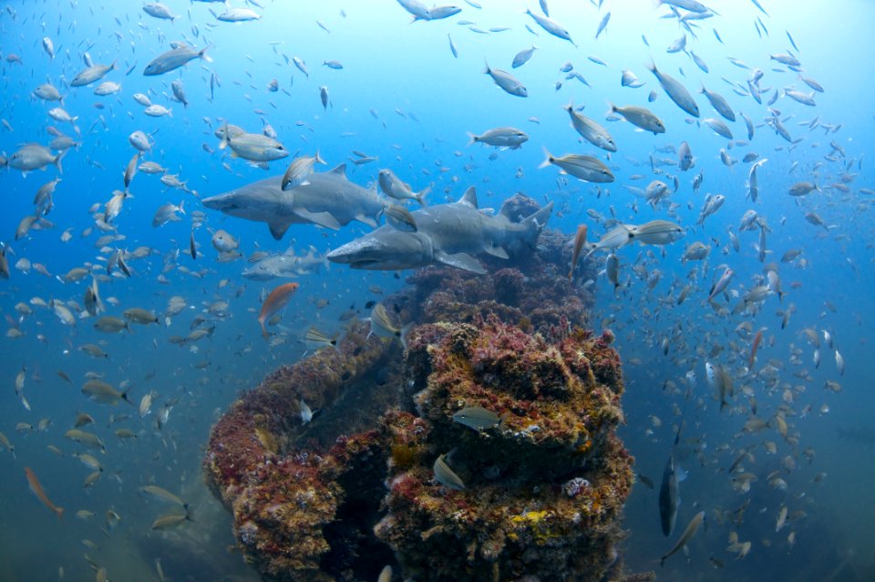 MNMS Sharks and shipwreck photo