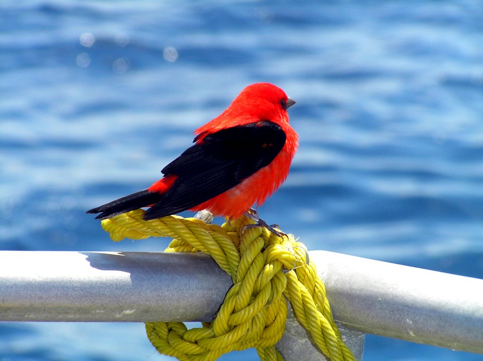 FGBNMS - Scarlet Tanager On RV Manta