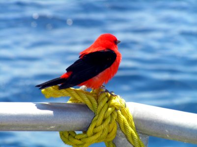 FGBNMS - Scarlet Tanager On RV Manta