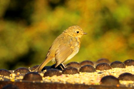 Robin Juvenile