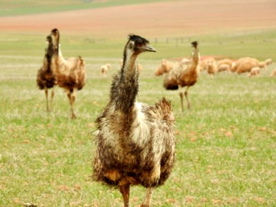 Emus photo