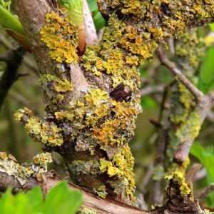 Lichen photo