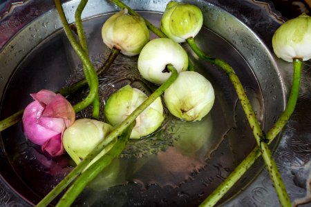 Lotus Flowers photo