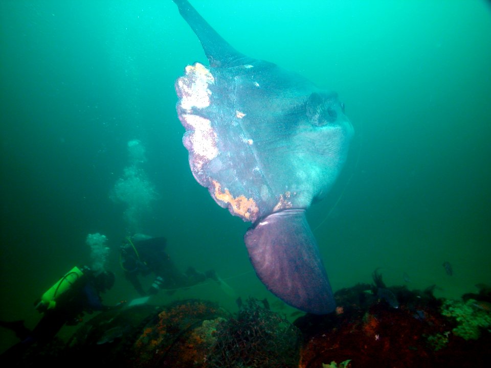 SBNMS - ocean sunfish