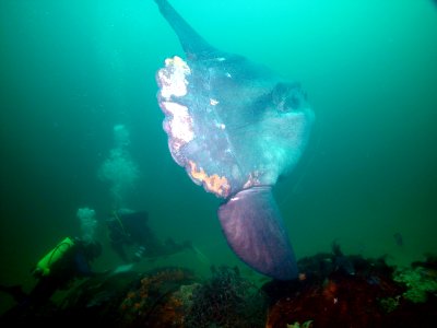 SBNMS - ocean sunfish photo