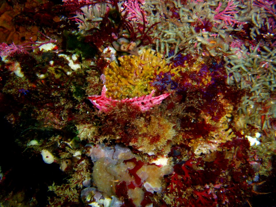 CINMS - Crevice Kelpfish