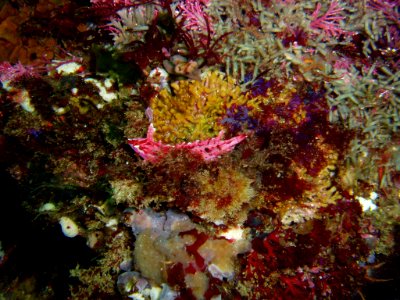 CINMS - Crevice Kelpfish photo