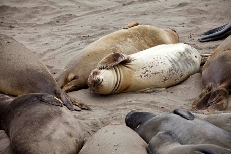 MBNMS - Napping elephant seals photo