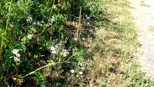 Convolvulus arvensis