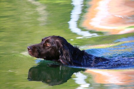 Dog swim dog training