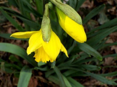 February Daffodils