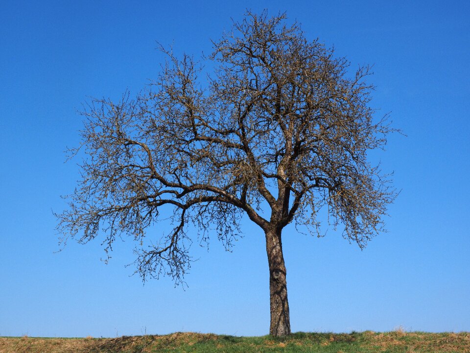 Autumn fruit tree branches