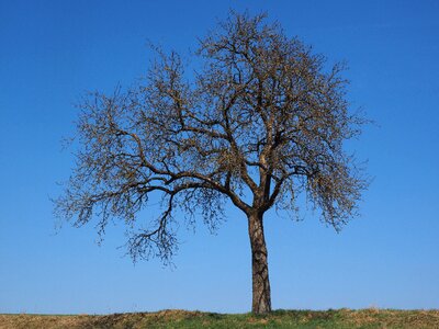 Autumn fruit tree branches