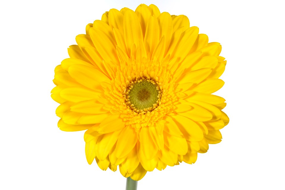 Gerbera Daisy