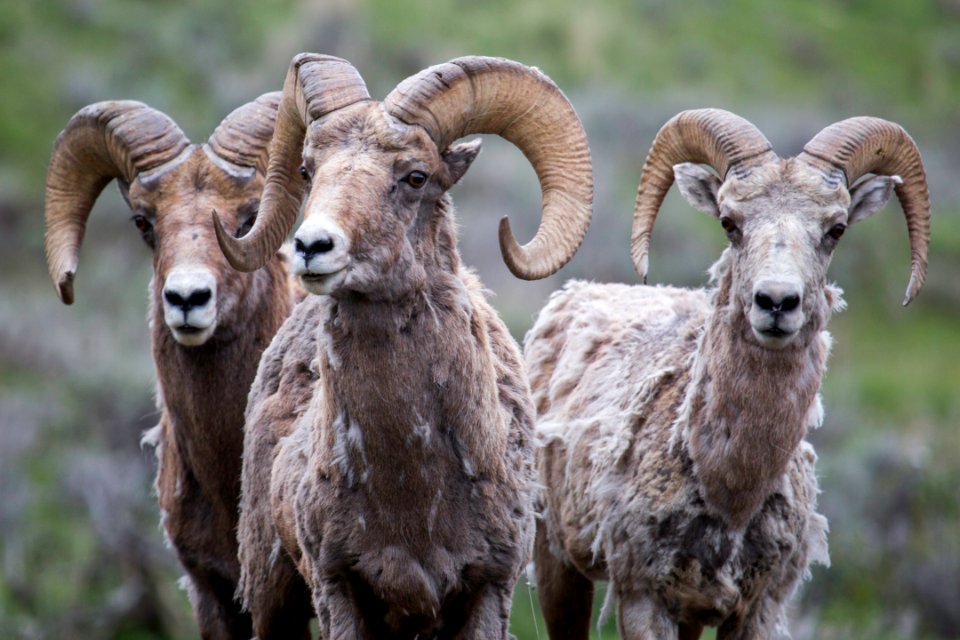 Trio of bighorn rams, Lamar Valley
