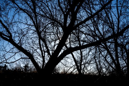 Silhouette photo