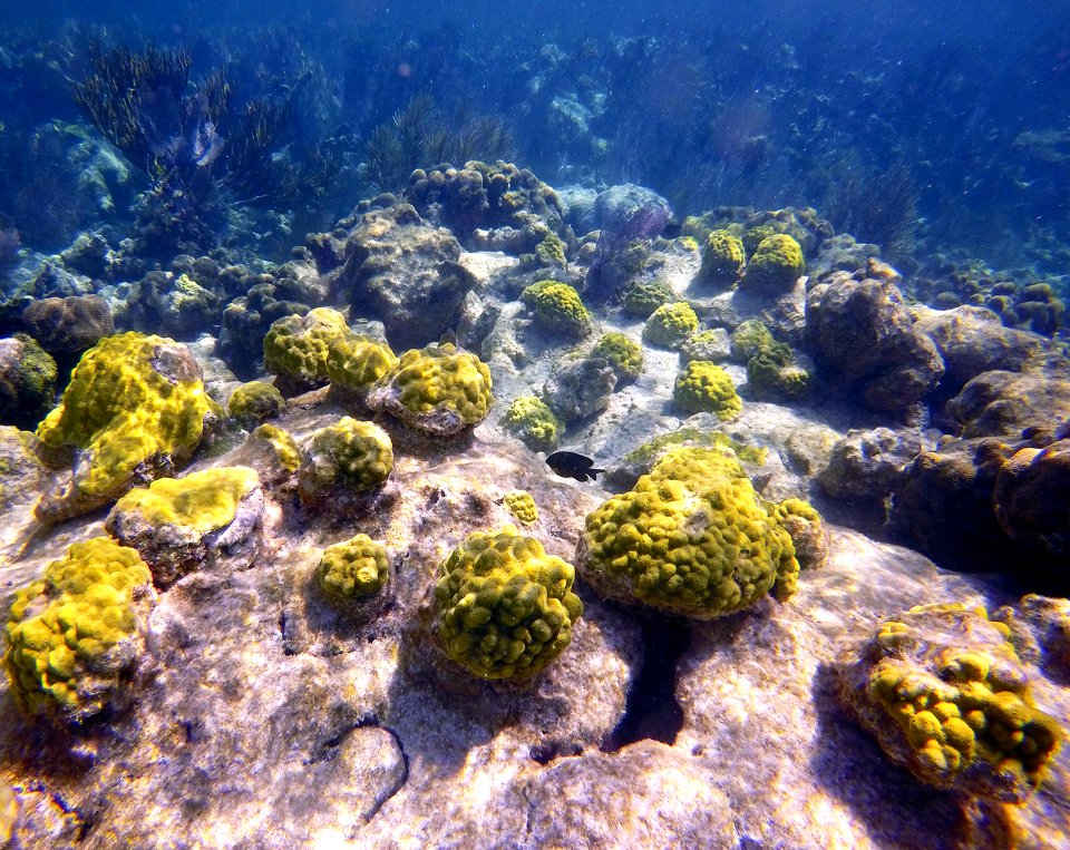 FKNMS - South Carysfort Reef Restoration-Porites Astreoides