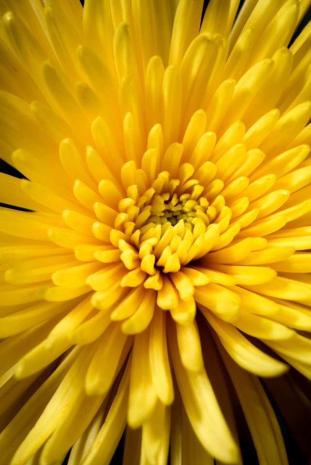 Yellow Spider Mum