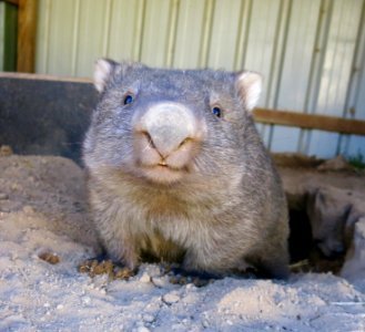Rescue wombat photo