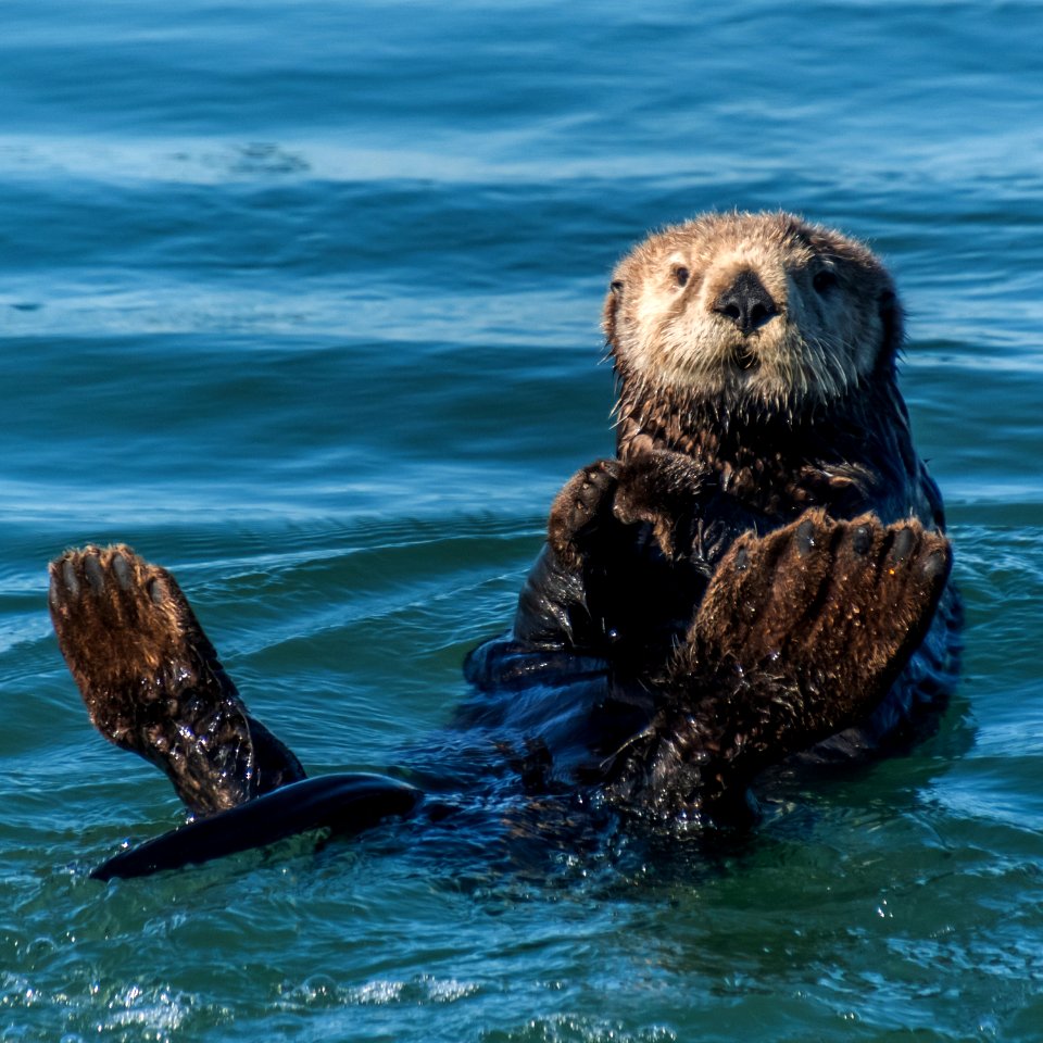 MBNMS Southern Sea Otter