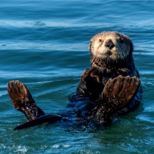 MBNMS Southern Sea Otter photo