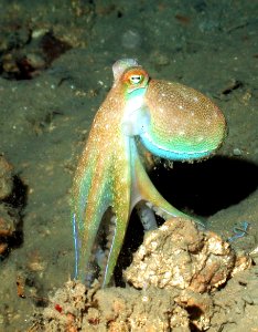 FGBNMS - octopus photo