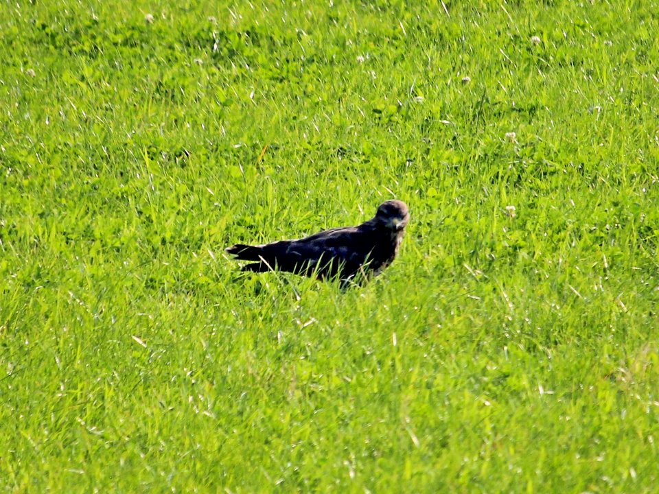 Buzzard Spotted Me.