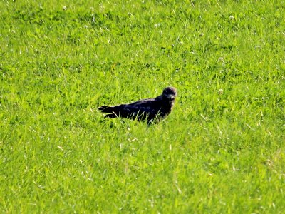 Buzzard Spotted Me. photo