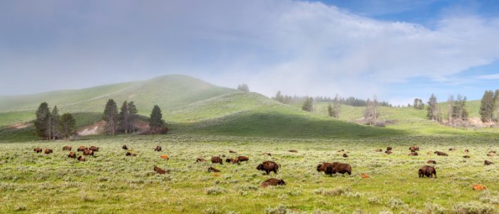 Bison herd, Hayden Valley photo