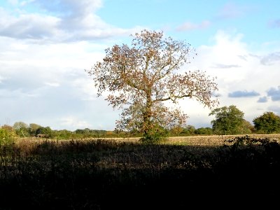 Lone Tree. photo