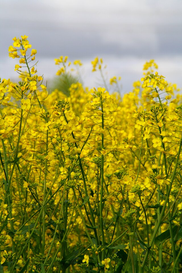 Nature yellow landscape