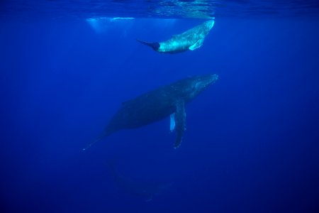 HIHWNMS - whale and calf photo
