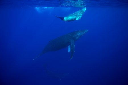 HIHWNMS - whale and calf