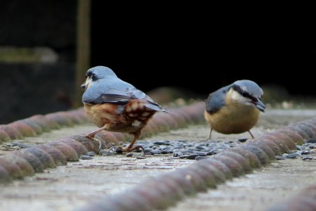 Nuthatch Couple photo