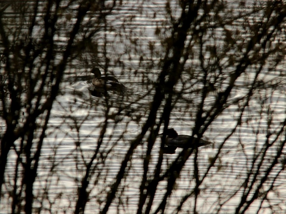 Fishing Goosanders photo