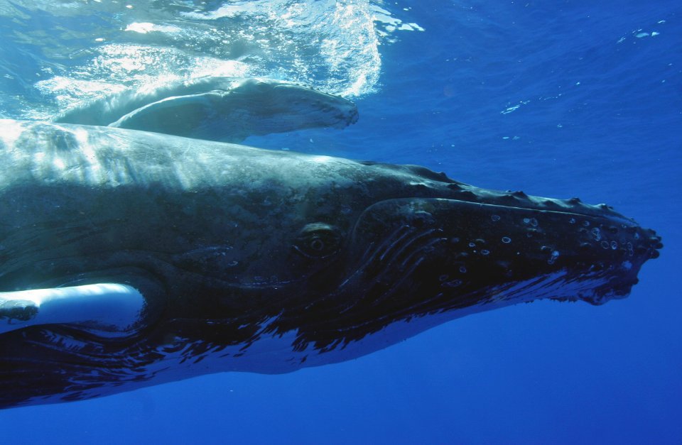 HIHWNMS - Humpback Mother And Calf