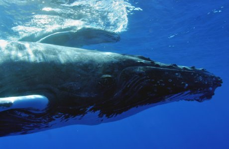 HIHWNMS - Humpback Mother And Calf photo