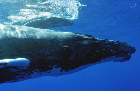 HIHWNMS - Humpback Mother And Calf