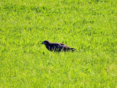 Buzzard with Prey