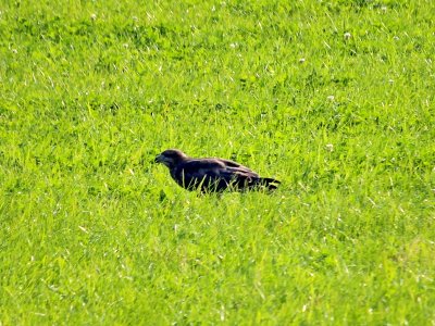 Buzzard with Prey photo