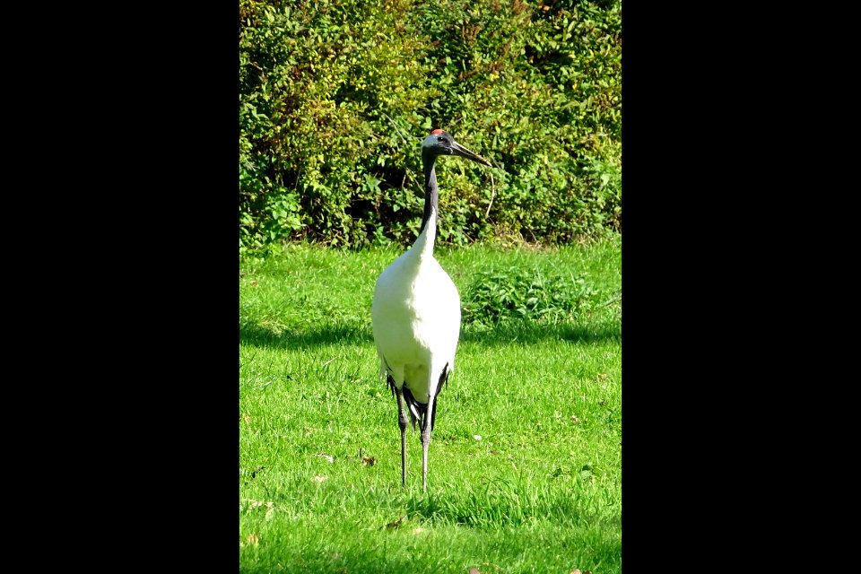 Red Crowned Crane 1