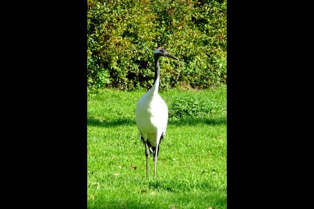 Red Crowned Crane 1 photo