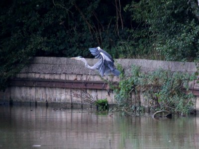 Fleeing Heron photo